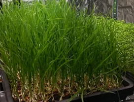 Micro WheatGrass